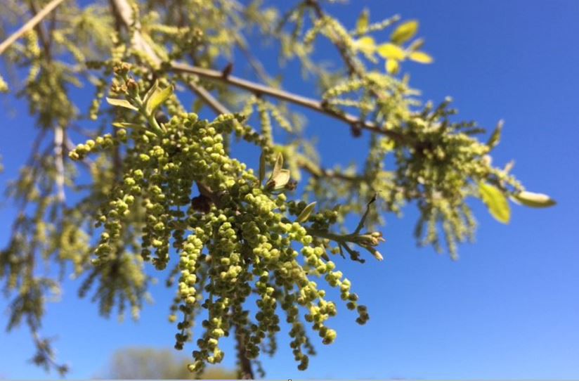It's a bird, it's a plane... no, it's oak pollen